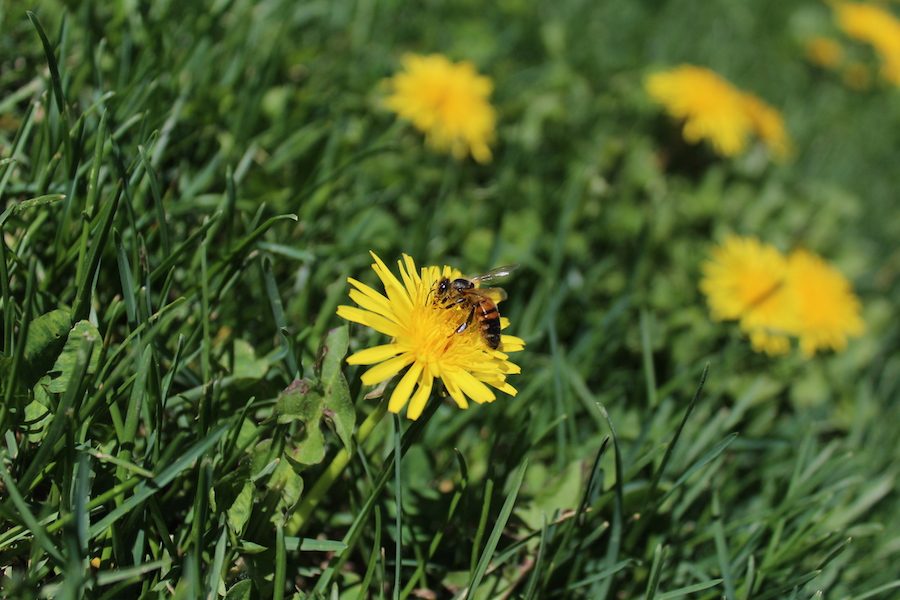 Bees spreading pollen 