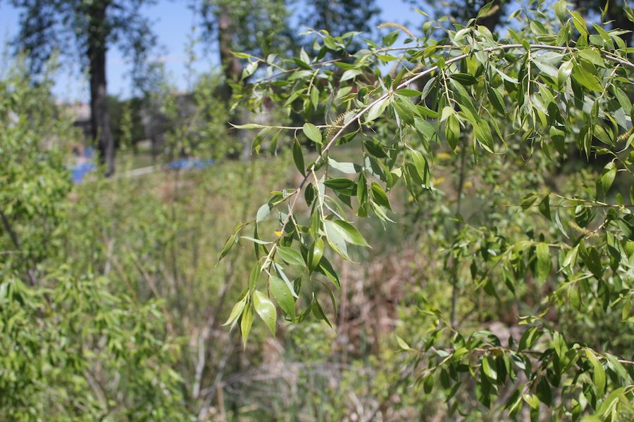 Leaves fight for space on a branch