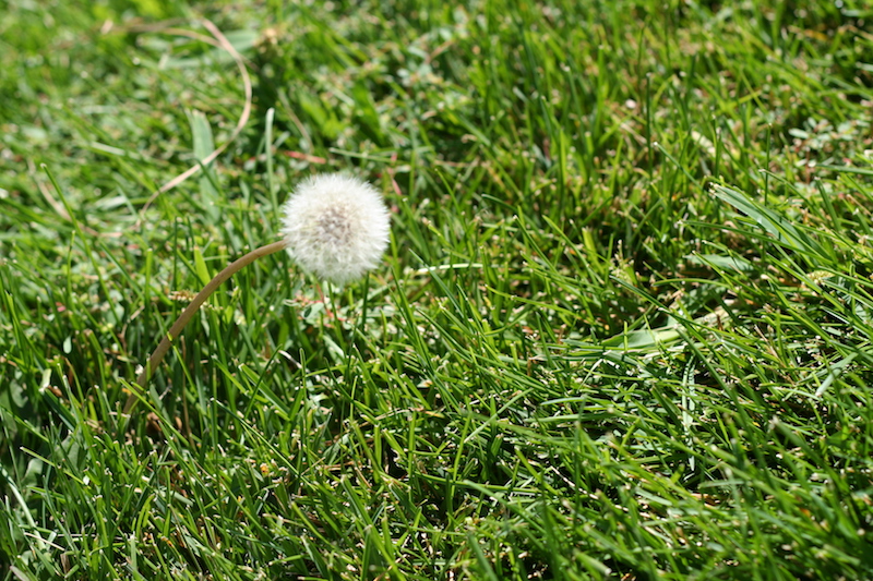The only dandelion outside EHS.