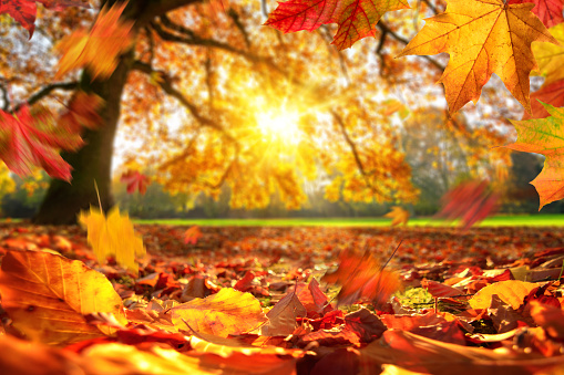 oak tree in fall leaves